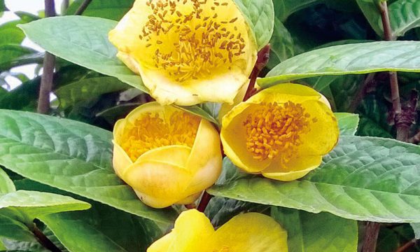 Trà Hoa Vàng loại dược liệu quý từ đất rừng Quảng Ninh