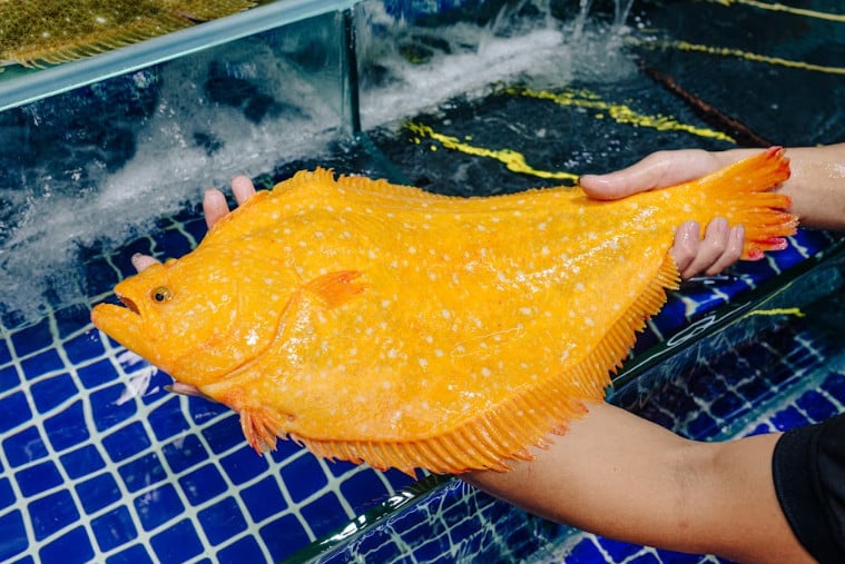 Cá bơn vàng Nhật Bản - Hải sản tươi - Giá Tốt - Giao luôn