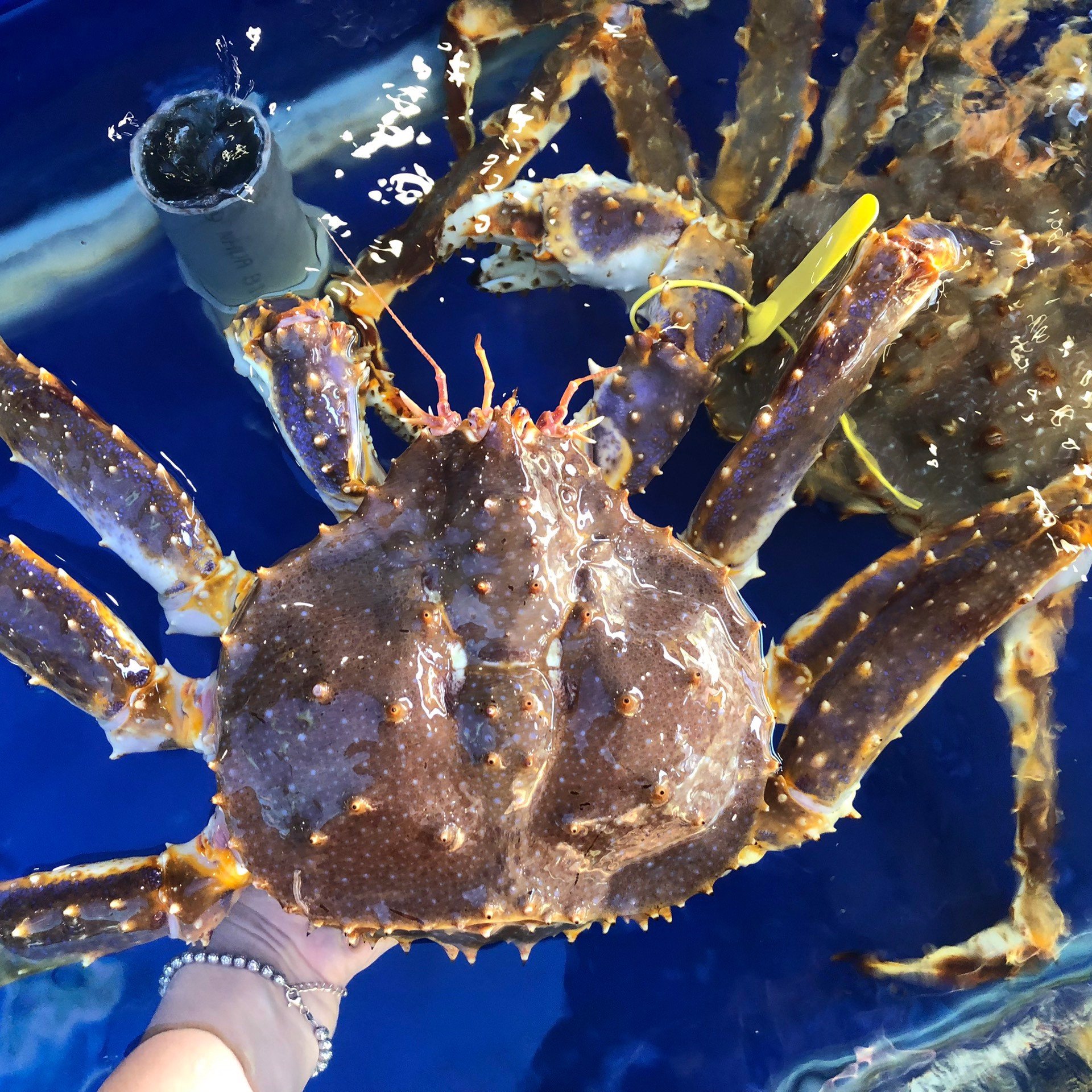 King Crab - Cua Hoàng Đế Alaska Sống
